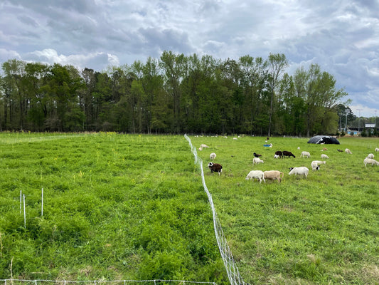REGENERATIVE AGRICULTURE IS NOT JUST ABOUT RAISING GRASS-FED ANIMALS… ITS IS ABOUT ENHANCING ALL THE CYCLES OF NATURE