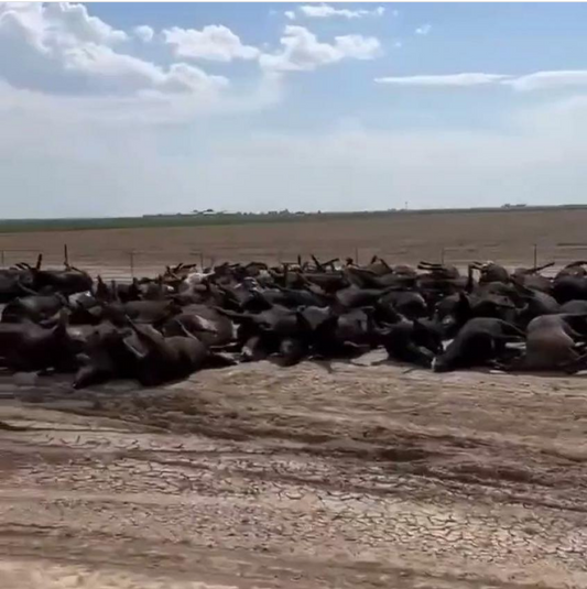 Thousands of Cattle Dead from a Heatwave in Kansas - How Regenerative Farming Would've Saved Them