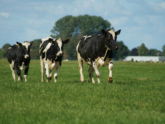 Lamb Vs. Beef - The Battle of the Two Super Foods