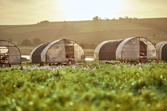 Is Pasture-Raised Chicken the Same as Organic Chicken?