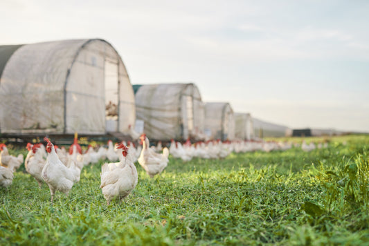 The Next Pandemic? Avian Influenza and What It Means For Small Poultry Farmers