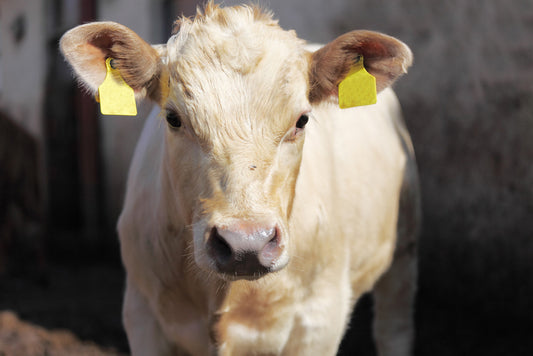 The USDA Requires Electronic ID Tags in Cows and Bison. What Does This Truly Mean for Farmer's and Rancher's Across America.