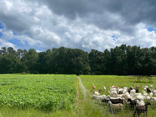 THE IMPORTANCE OF GENETICALLY MODIFYING SHEEP THROUGH BREEDING PROTOCOLS FOR EFFICIENT GRASS-GRAZING