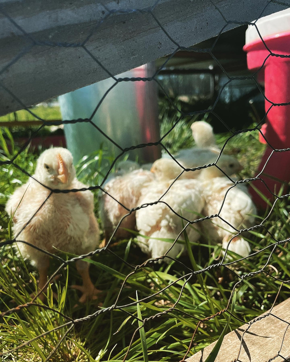The E.U. and the U.K. Ban the Importation of U.S. Chicken - Why Does the U.S. Still Allow Them?