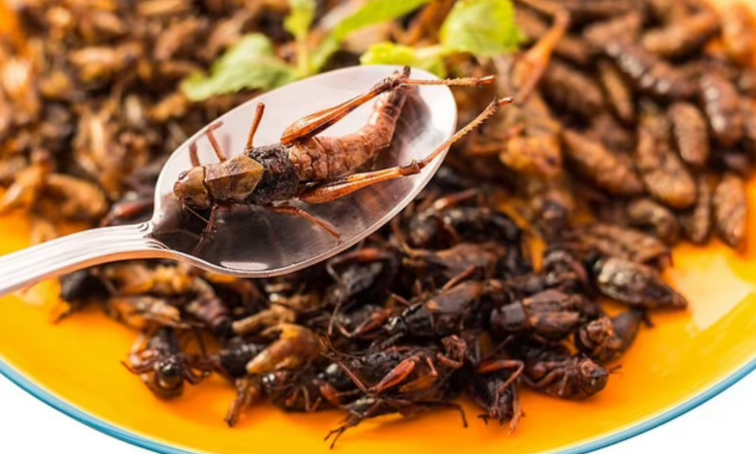 "You Will Eat Bugs and be Happy" - The War on Meat and Why You Need to Support Local Farms