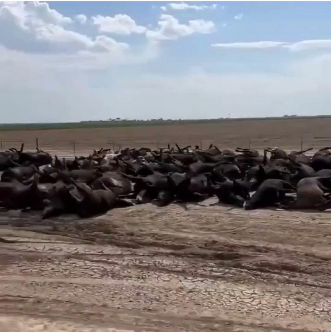 Thousands of Cattle Dead from a Heatwave in Kansas - How Regenerative Farming Would've Saved Them