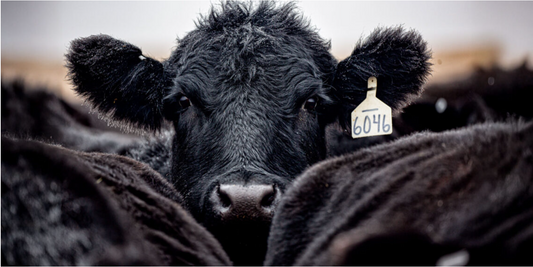 6,078 Cattle Were Found Lactating at Slaughter: Why Knowing Your Farmer Matters